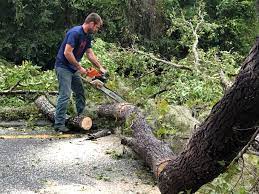 Reliable Weston, WI Tree Services Solutions